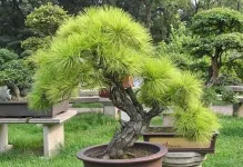 Bonsai собствените си ръце как да се направи стъпка по стъпка, от бор и от дървото на пари, майсторски клас от