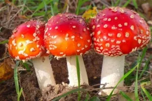 Болки в ставите на ръцете и краката, които правят народни средства