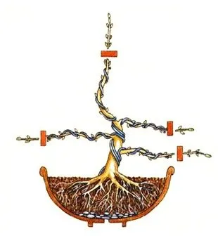 Bonsai майсторски клас с ръцете си, как да се направи реална и изкуствен бонсай
