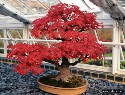 Bonsai майсторски клас с ръцете си, как да се направи реална и изкуствен бонсай