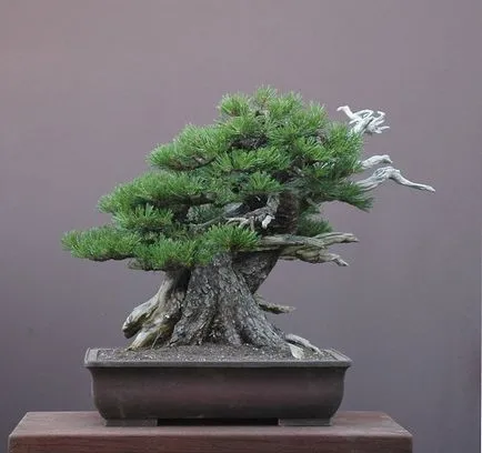 Bonsai майсторски клас с ръцете си, как да се направи реална и изкуствен бонсай