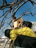 Храната в корито зимни циците на