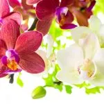 Как да се хранят на Phalaenopsis цъфтежа и бърз растеж