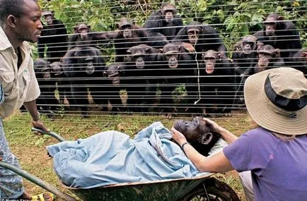 Ape шимпанзе