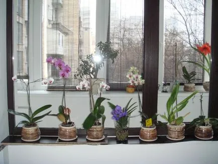 Как да се хранят на Phalaenopsis цъфтежа и бърз растеж