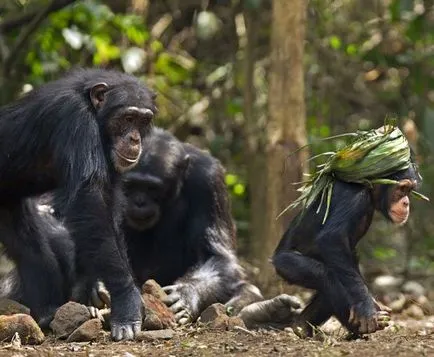 Ape шимпанзе