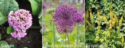 Какво да се засадят в гробище в текста и снимка
