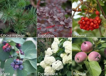 Какво да се засадят в гробище в текста и снимка