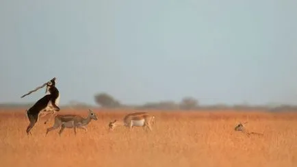 Какво е саваните и саваната, където те са в Южна Америка
