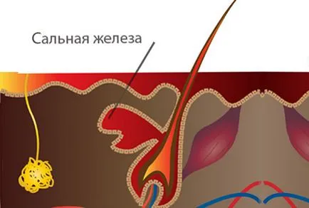 Какво е човешки косъм