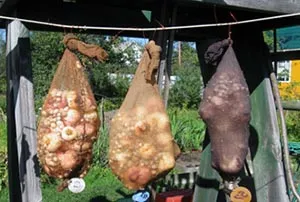 Gladiolus цвете - засаждане и грижи, снимка гладиоли, отглеждане гладиоли - описание; съхранение