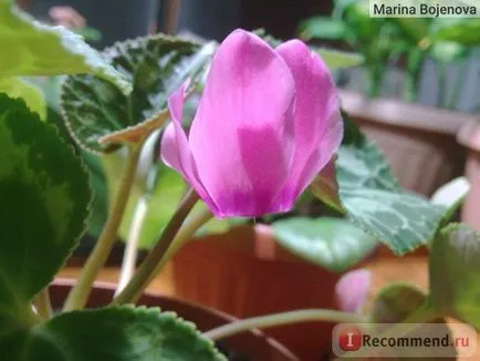 Циклама - 