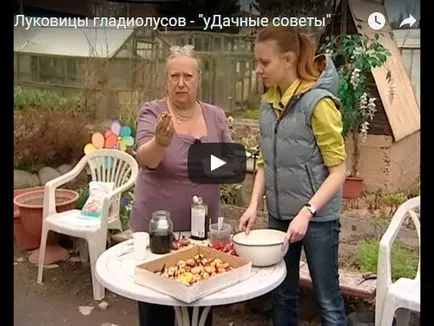 Gladiolus цвете - засаждане и грижи, снимка гладиоли, отглеждане гладиоли - описание; съхранение