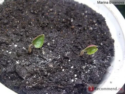 Циклама - 