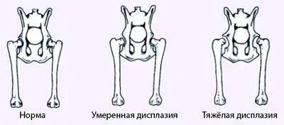 Дисплазия при кучета симптоми, лечение, диагностика
