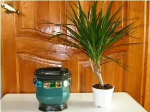 Dracaena като трансплантация у дома (след покупката и редовно трансплантация)