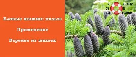 Ела конуси лечебни свойства и противопоказания, конфитюр