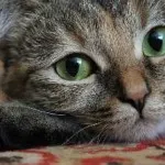 Fosprenil котка инструкция за употреба, ревюта, цена, доза, орално, къде да се купуват, (мнения) Fosprenil котка ръководство за употреба, ревюта, цена, доза, орално, къде да купуват,