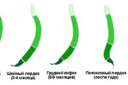 физиологична лордоза