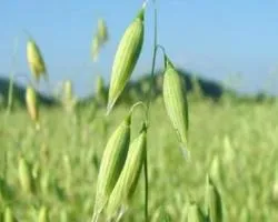 Царевично брашно какво е използването на фуражно зърно