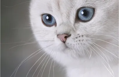 Хемороидите са една котка