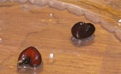 Hibiscus Seed