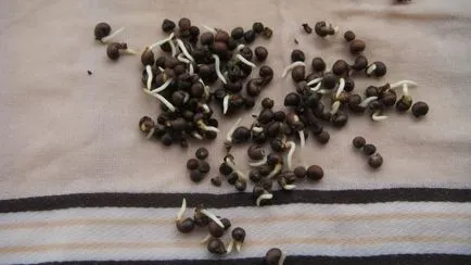 Hibiscus Seed