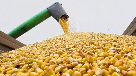 Царевично брашно какво е използването на фуражно зърно