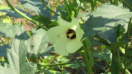 Hibiscus блато расте от семена