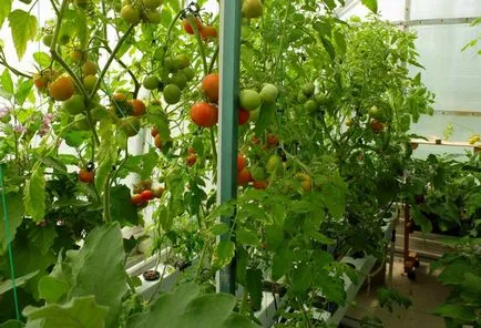 Хидропоника учат нюансите на отглеждане на домати