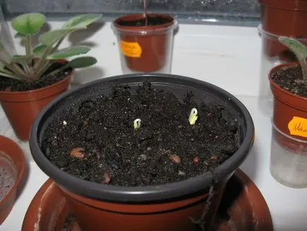 Hibiscus Seed