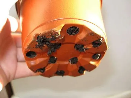 Hibiscus Seed