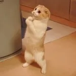Сгънете котка снимки