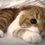 Сгънете котка снимки