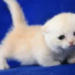 Сгънете котка снимки