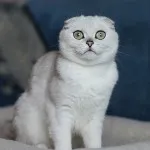 Сгънете котка снимки