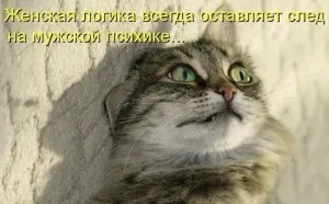 Smeshnye истории за котки