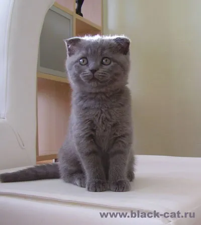 Сгънете котка снимки