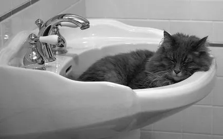 Котката и котката ангажиран