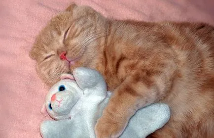 Котки спят часа