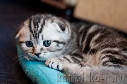 Сгънете котка снимки
