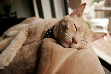 Котки спят часа