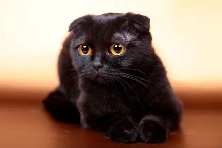 Сгънете котка снимки