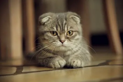 Сгънете котка снимки