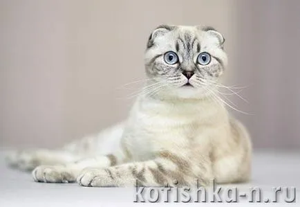 Сгънете котка снимки