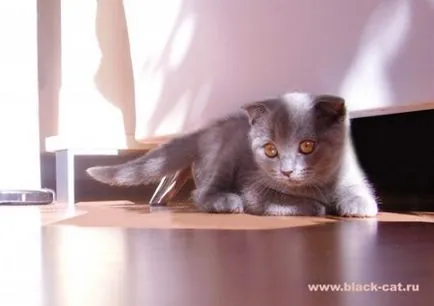 Сгънете котка снимки