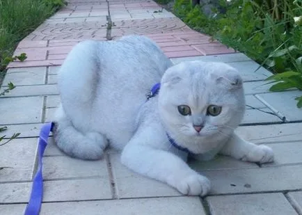 Сгънете котка снимки