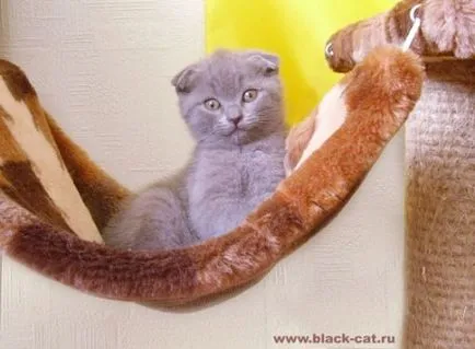 Сгънете котка снимки