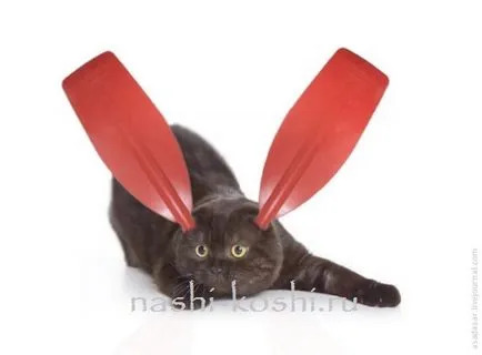 Сгънете котка снимки