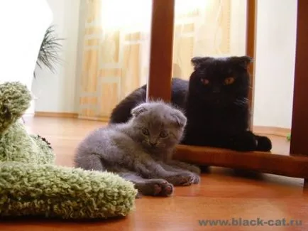 Сгънете котка снимки